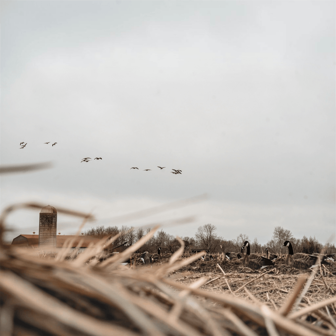 How Many Goose Decoys Do You Need?