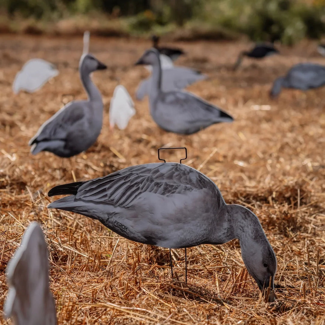 Snow Goose Decoy Spread: Why Silhouettes and Juveniles Win