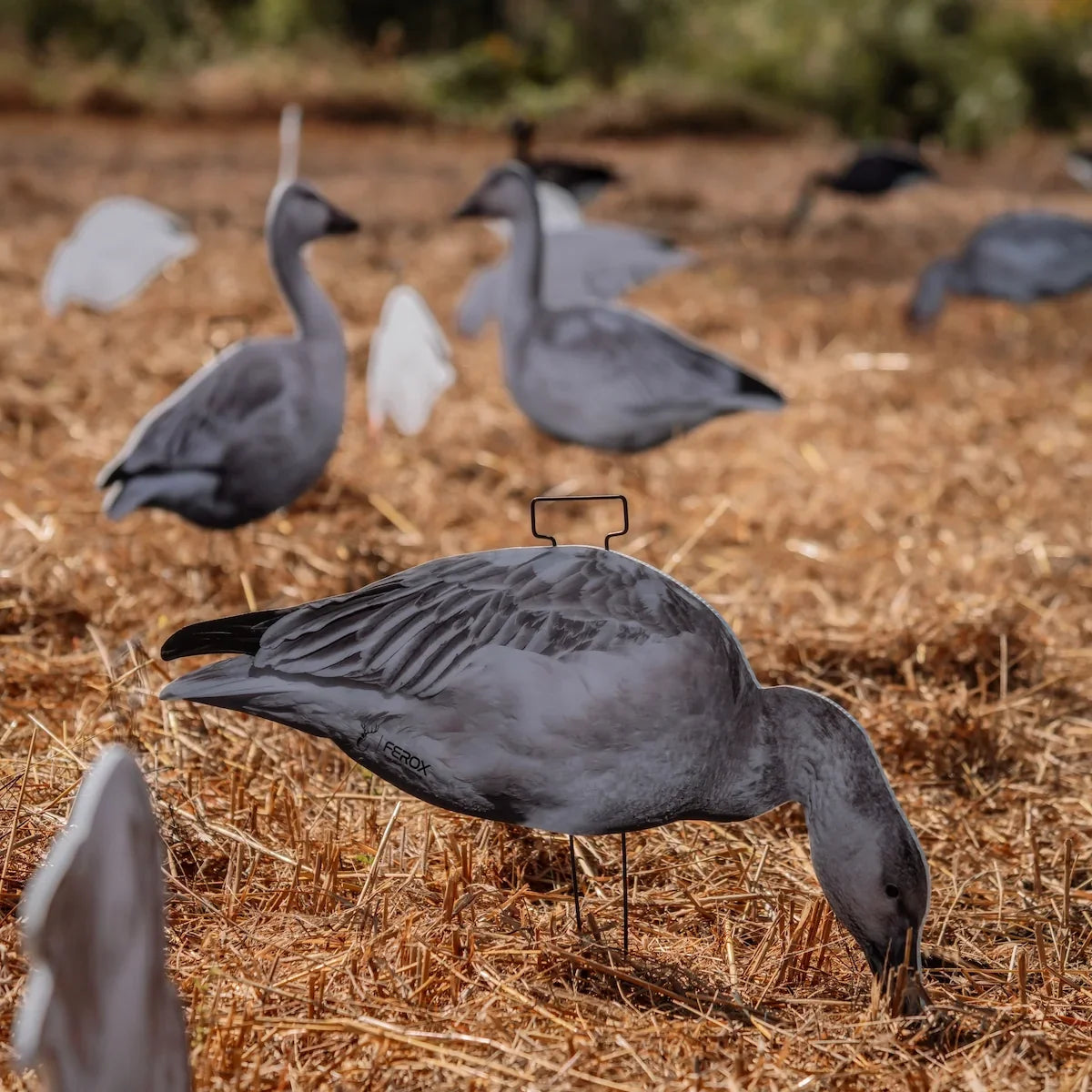 Snow Goose Decoy Spread: Why Silhouettes and Juveniles Win